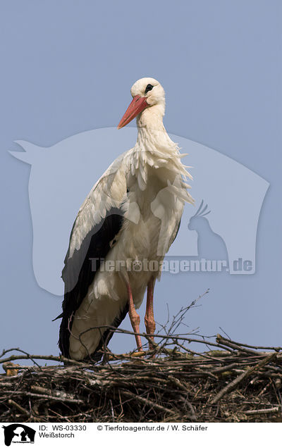 Weistorch / white stork / WS-03330