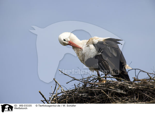 Weistorch / white stork / WS-03335