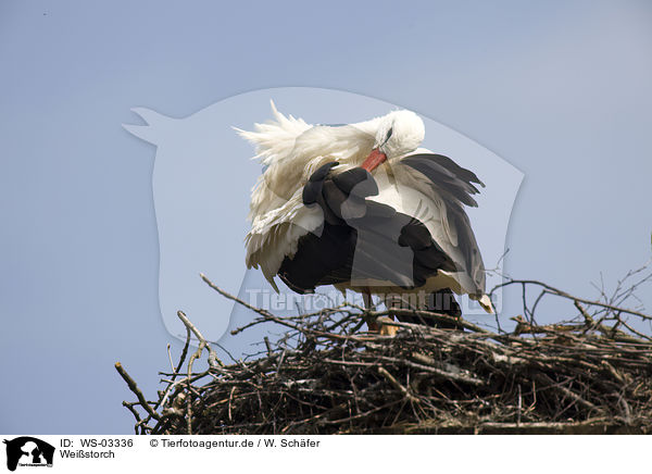 Weistorch / white stork / WS-03336