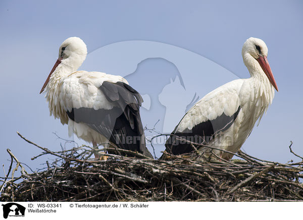 Weistrche / white storks / WS-03341