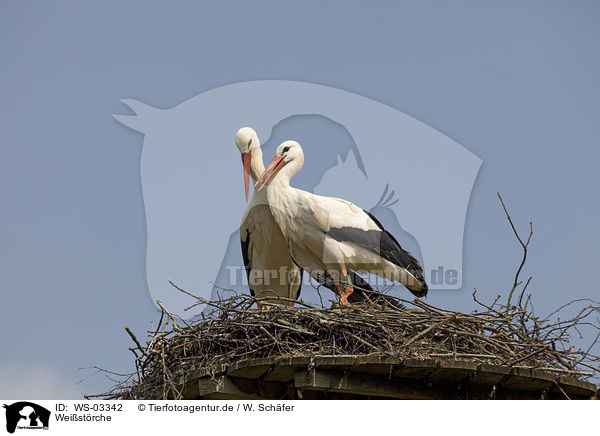 Weistrche / white storks / WS-03342