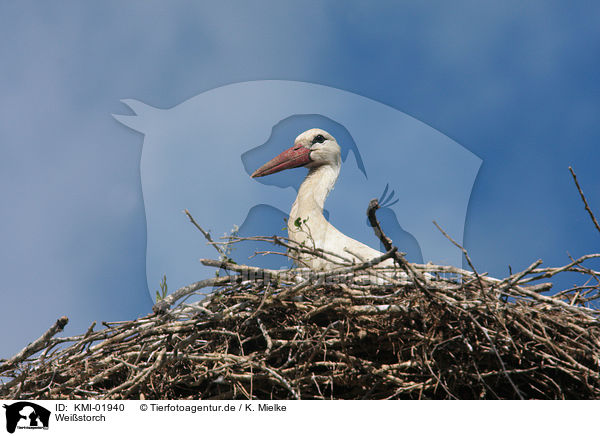 Weistorch / white stork / KMI-01940