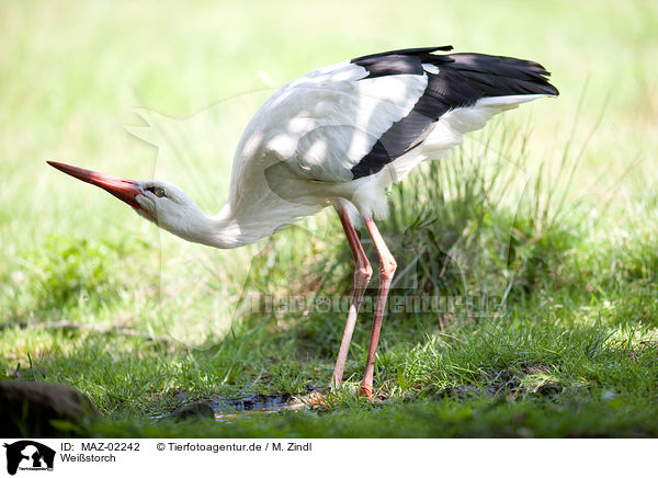 Weistorch / white stork / MAZ-02242