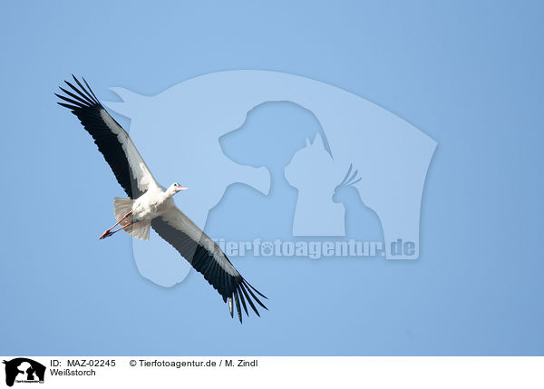 Weistorch / white stork / MAZ-02245