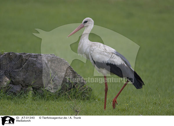 Weistorch / White Stork / AT-01340
