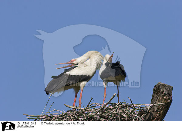 Weistrche / White Storks / AT-01342