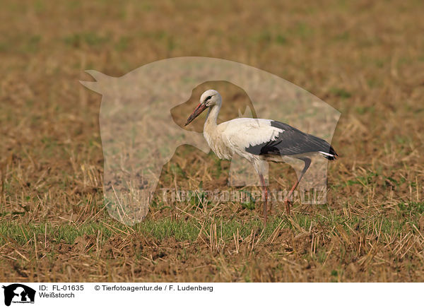 Weistorch / white stork / FL-01635