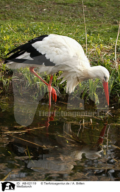 Weistorch / white stork / AB-02119