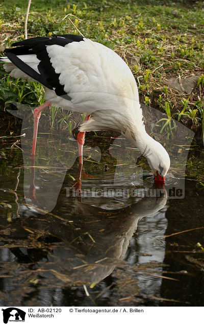 Weistorch / white stork / AB-02120
