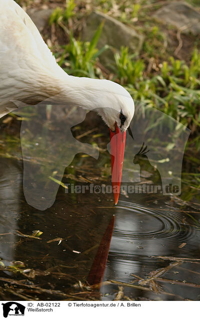 Weistorch / white stork / AB-02122