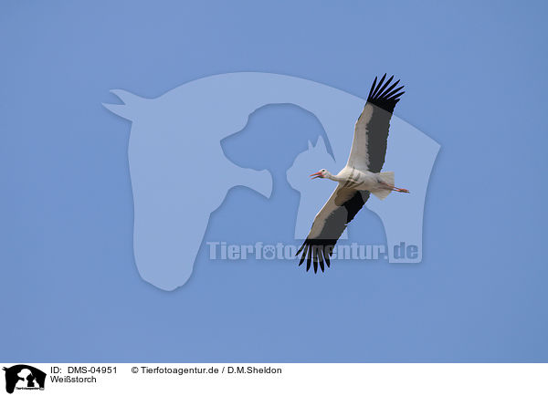 Weistorch / white stork / DMS-04951