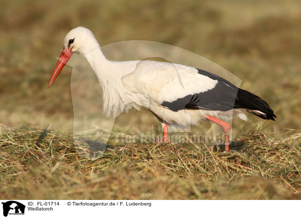 Weistorch / white stork / FL-01714