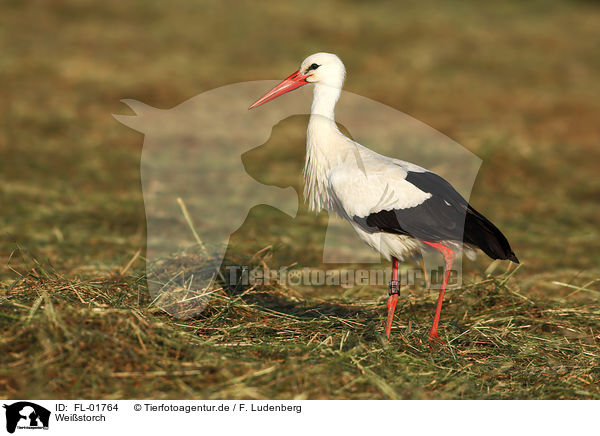 Weistorch / white stork / FL-01764