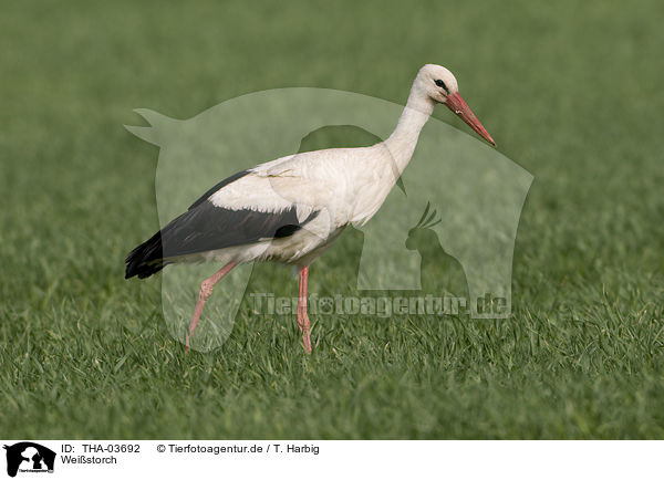 Weistorch / white stork / THA-03692