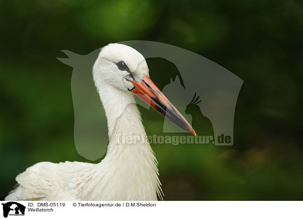 Weistorch / white stork / DMS-05119