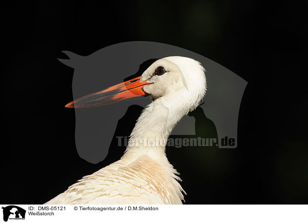 Weistorch / white stork / DMS-05121