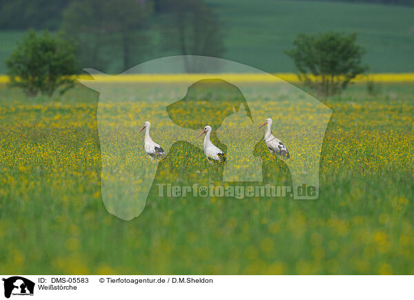 Weistrche / white storks / DMS-05583
