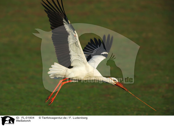 Weistorch / white stork / FL-01804