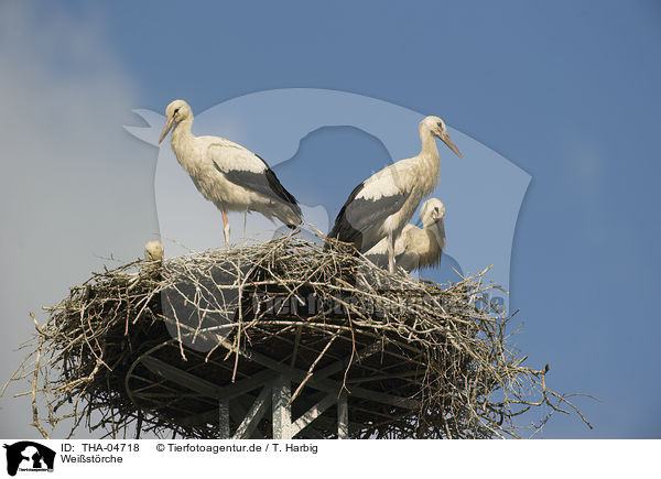 Weistrche / white storks / THA-04718
