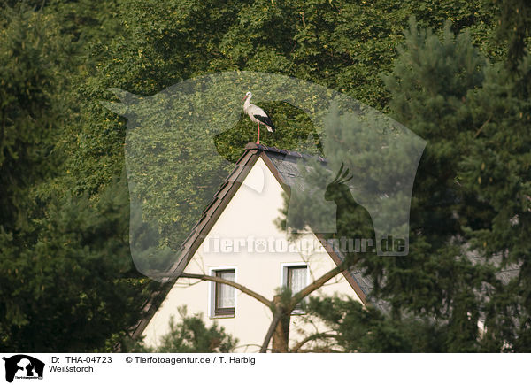 Weistorch / white stork / THA-04723
