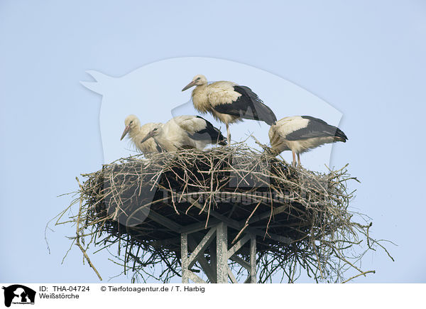 Weistrche / white storks / THA-04724