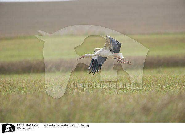 Weistorch / white stork / THA-04728