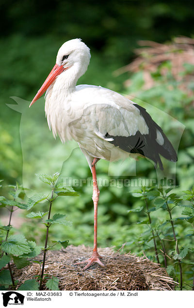 Weistorch / white stork / MAZ-03683