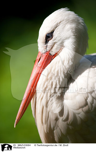 Weistorch / white stork / MAZ-03684