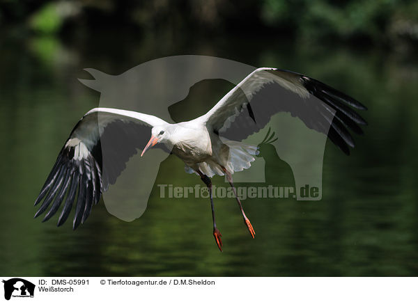 Weistorch / white stork / DMS-05991