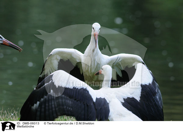Weistrche / white storks / DMS-06013