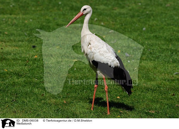 Weistorch / white stork / DMS-06038