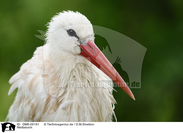 Weistorch / white stork / DMS-06191