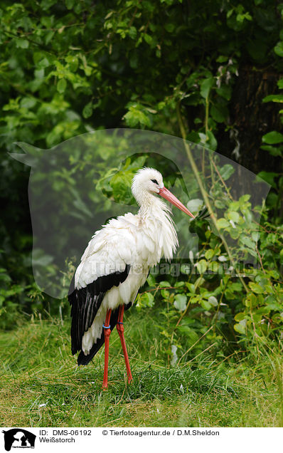Weistorch / white stork / DMS-06192