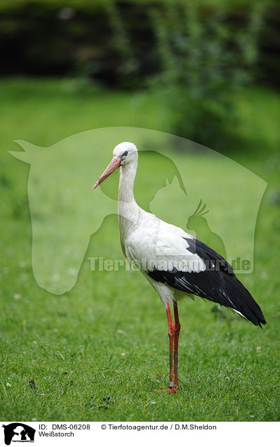 Weistorch / white stork / DMS-06208
