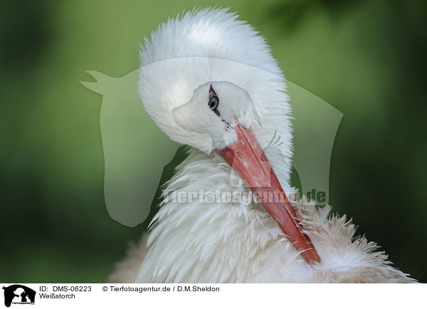 Weistorch / white stork / DMS-06223