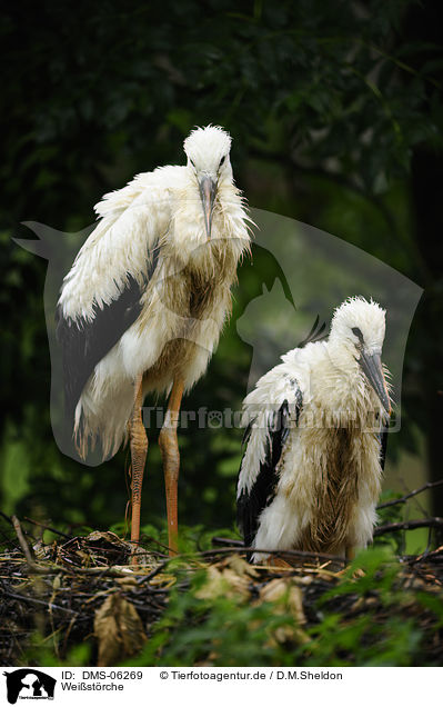 Weistrche / white storks / DMS-06269