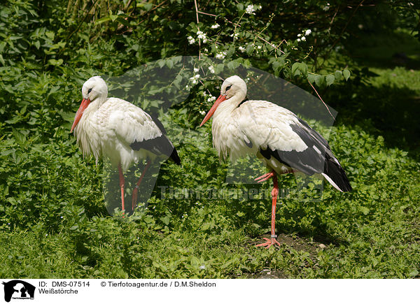 Weistrche / white storks / DMS-07514