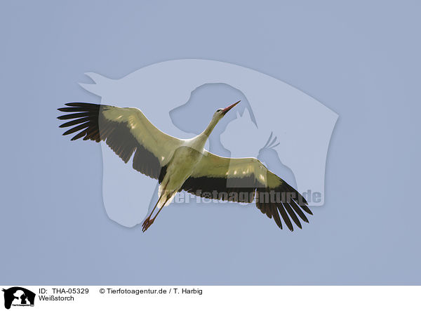 Weistorch / white stork / THA-05329