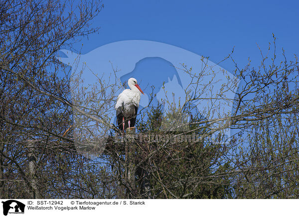 Weistorch Vogelpark Marlow / white stork Bird Park Marlow / SST-12942