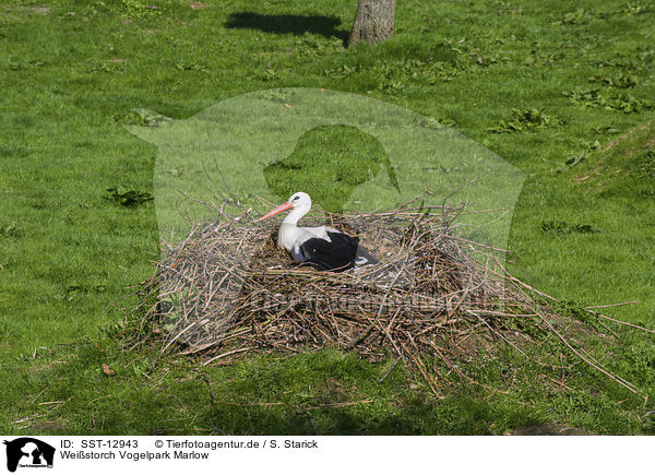 Weistorch Vogelpark Marlow / white stork Bird Park Marlow / SST-12943