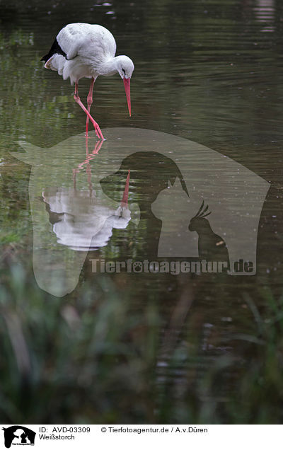 Weistorch / white stork / AVD-03309