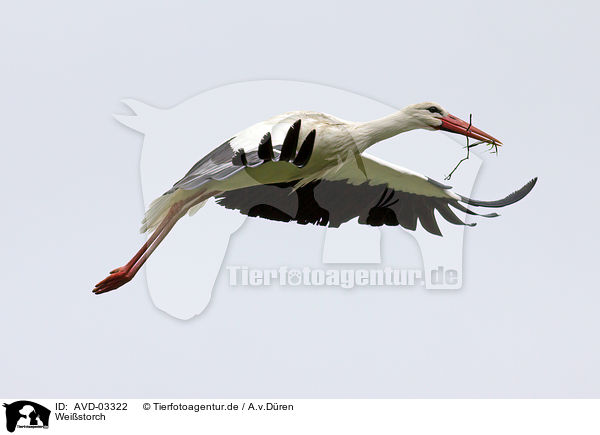 Weistorch / white stork / AVD-03322