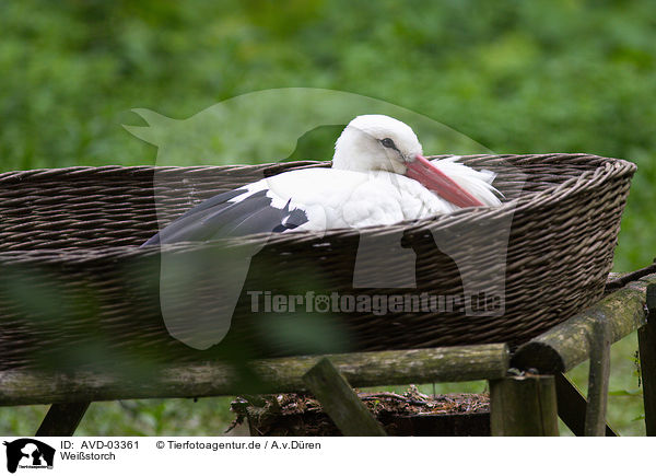 Weistorch / white stork / AVD-03361