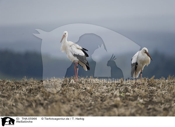 Weistrche / white storks / THA-05966