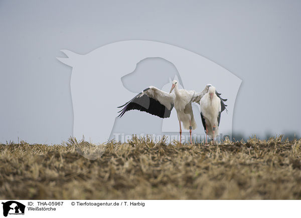 Weistrche / white storks / THA-05967