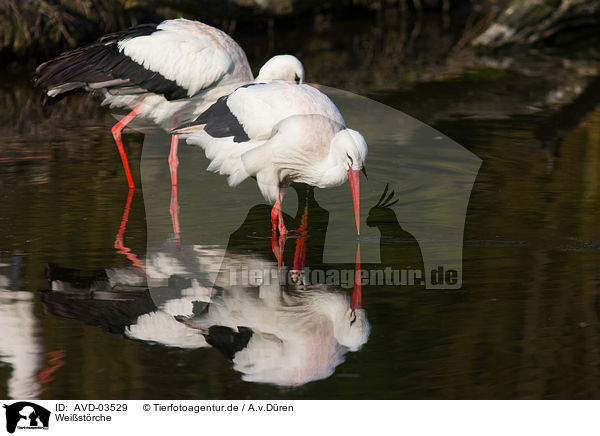 Weistrche / white storks / AVD-03529