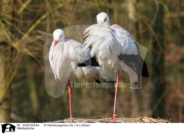 Weistrche / white storks / AVD-03544