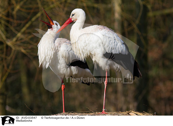 Weistrche / white storks / AVD-03547