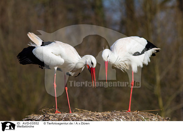 Weistrche / white storks / AVD-03552