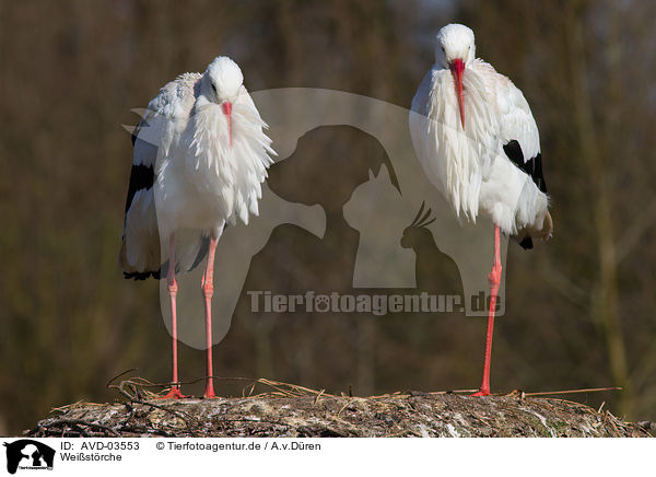 Weistrche / white storks / AVD-03553
